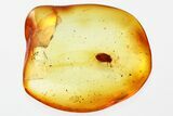 Detailed Fossil Marsh Beetle (Scirtidae) in Baltic Amber #367421-1